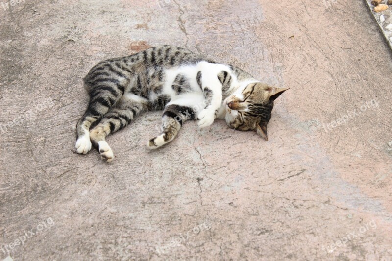 Cat Pet Cute Floor Sleeping