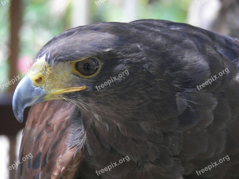 Eagle Bird Of Prey Animal Zoo Nature