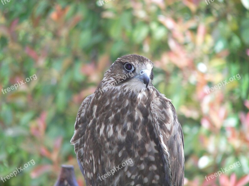 Bird Of Prey Hawk Bird Animal Zoo