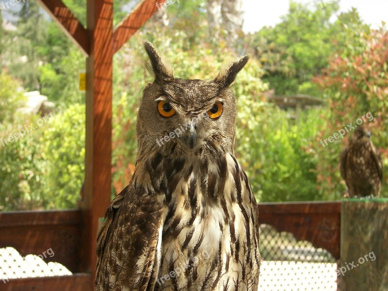 Owl Animal Zoo Bird Nature