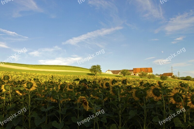 Campaign Sunflowers Summer Free Photos