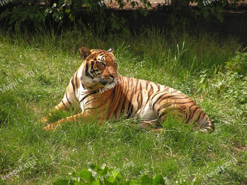 Tiger Body Grass Zoo Beast