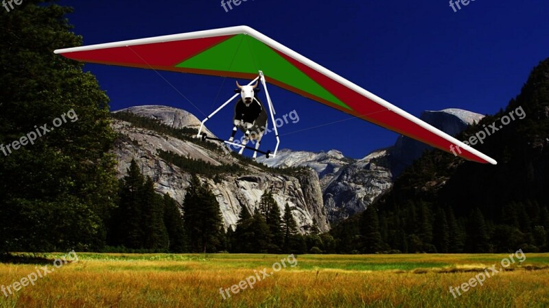 Cow Hang Gliding Field Prairie Mountain