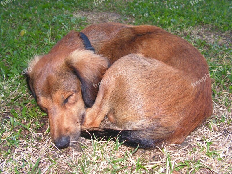 Dormant Dog Klubíčko Coiled Hunkered Down