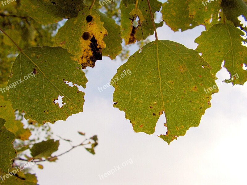 Poplar Foliage Autumn Leaves Colors