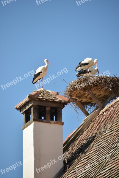 Stork Bird Animal Rattle Stork White Stork