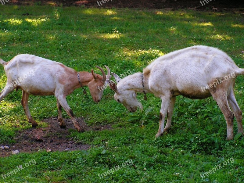 Goats Match Corners Meadow Goat