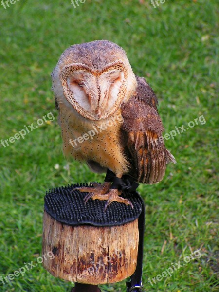 Barn Owl Predator These Albums Free Photos