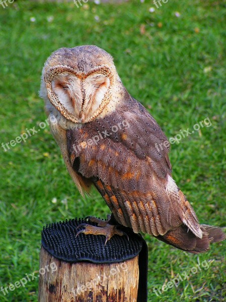 Barn Owl Predator These Albums Free Photos