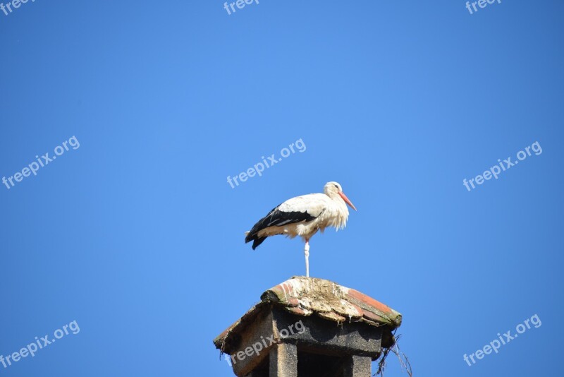 Stork Bird Animal Rattle Stork White Stork