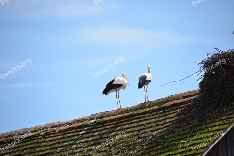 White Storks Storks Birds Animals Rattle Stork