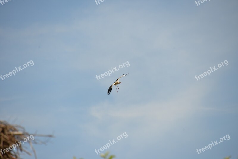 Stork Bird Animal Rattle Stork Nature