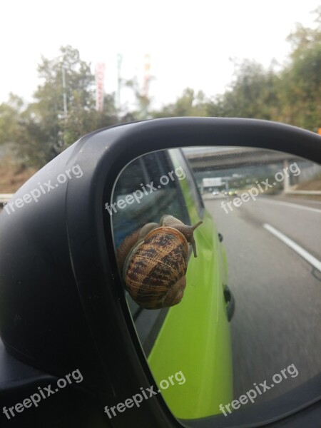 Car Snail Swiss Drive Race