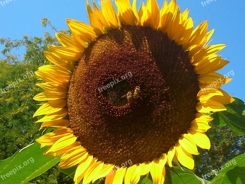 Sunflower Summer Plant Gelp Blossom