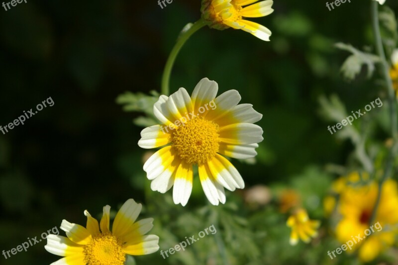 Marguerite Flower Stamp Summer Meadow