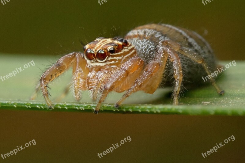 Spider Madagascar Arachnid Nature Closeup