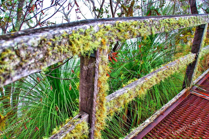 Moss Lichen Fence Wooden Old