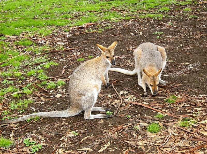 Kangaroo Australian Wallaby Wildlife Australia