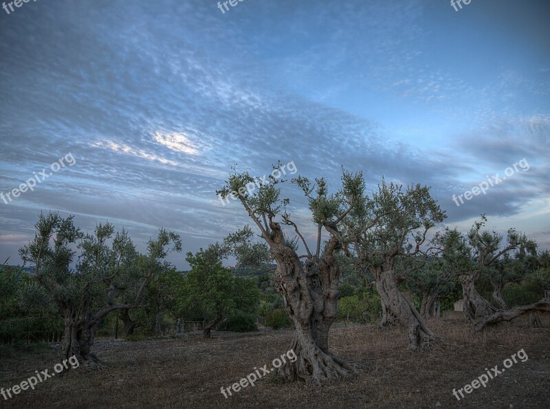 Olive Grove Olive Trees Caimari Mallorca Spain