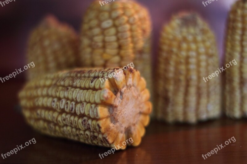 Corn Fall Autumn Seasonal Thanksgiving