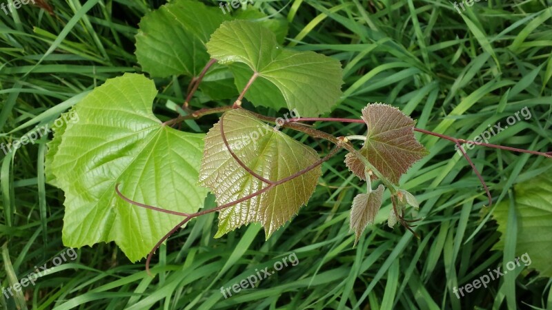 Green Plant Nature Leaves Fresh