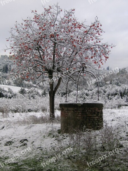 Snow Tree Winter Cold Pozzo