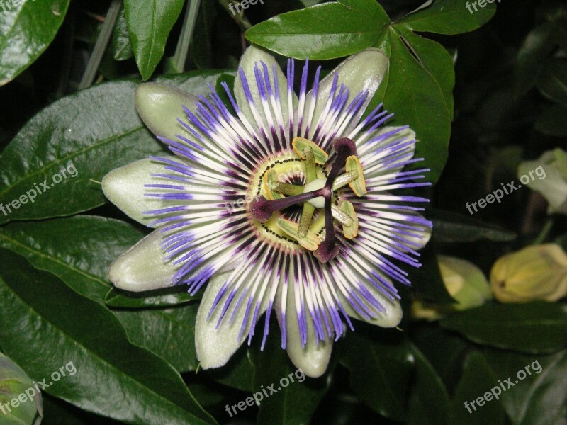 Passiflora Flowers Nature Bloom Free Photos