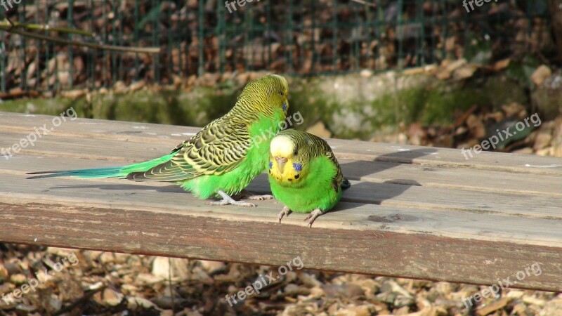 Budgie Bench Green Parrot Birds Free Photos