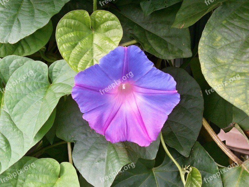 Morning Glory Blue Flowers Free Photos