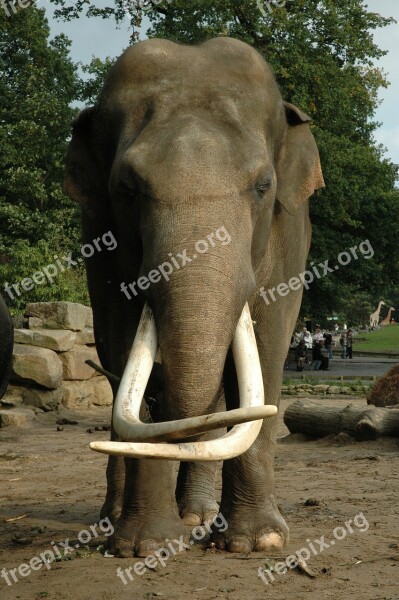 Elephant Tusk Animal Nature Africa