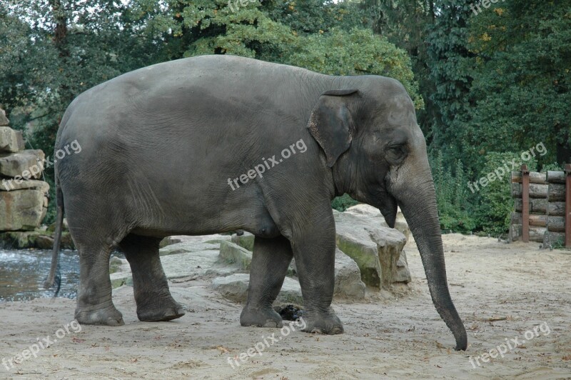 Elephant Zoo Africa Animals Big Five