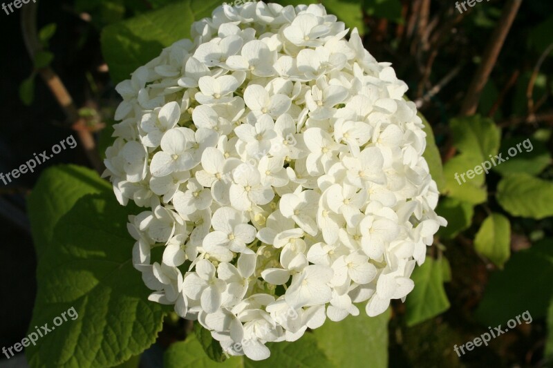 Viburnum Bush Garden Plant Hardy Free Photos