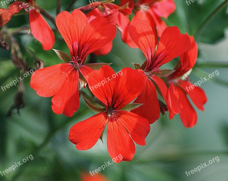 Geranium A Flower Garden Slopes With A Balkonowa Thapsus