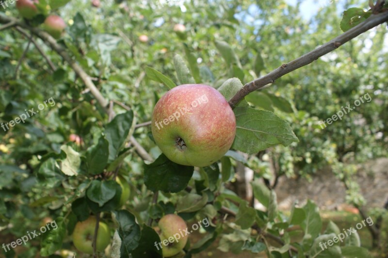 Apple Orchard Autumn Tree Fruit