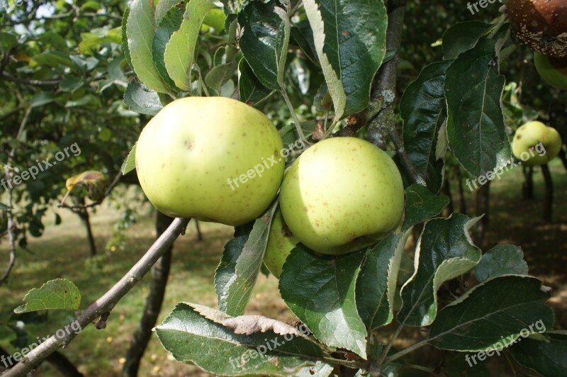 Apples Garden Orchard Nature Tree