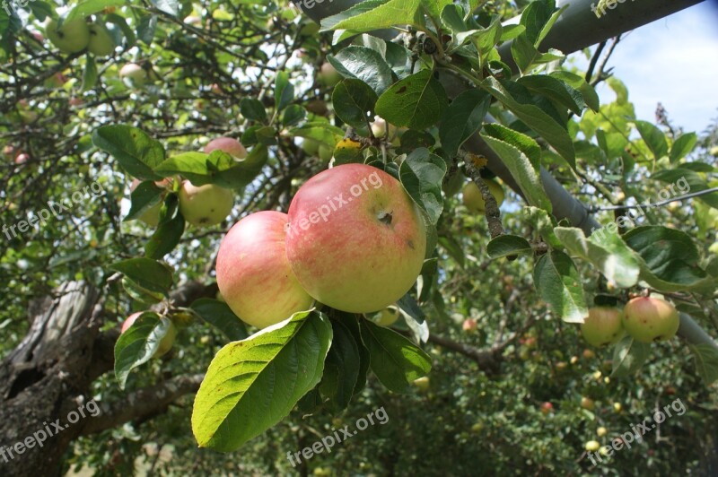 Galician Apples Apples Blonde Fruit Tree