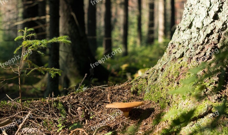 Mushroom Forest Autumn Nature Terrain