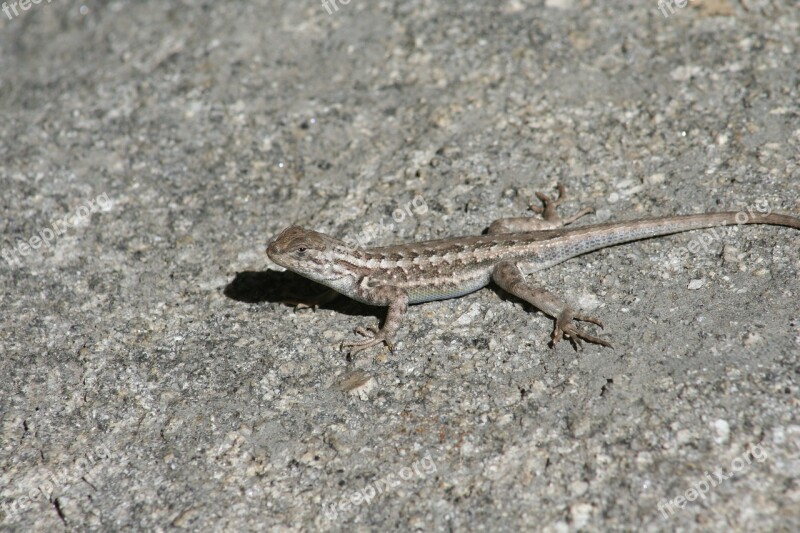 Lizard Reptilian Nature Small Animal