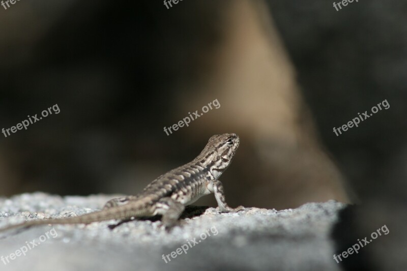 Lizard Reptile Nature Small Animal