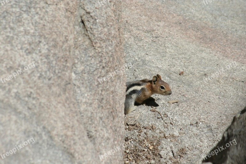 Chipmunk Critter Creature Animal Cute