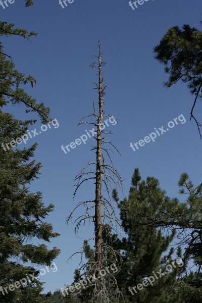 Dead Tree Nature Environment Ecology