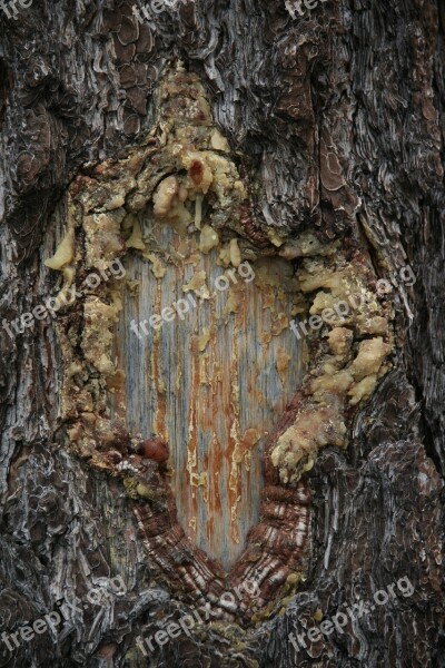 Resin Tree Trunk Nature Forest