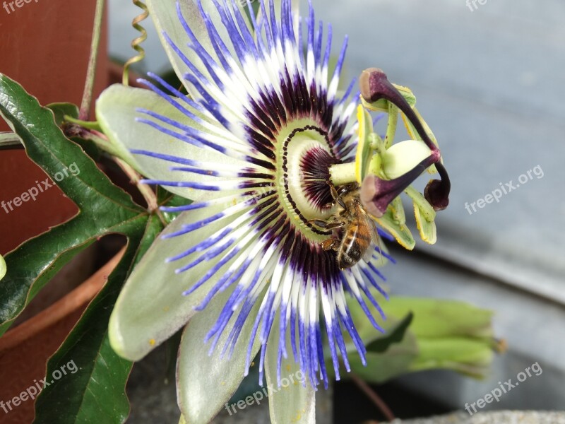 Passion Flower Flower Flowers Nature Color