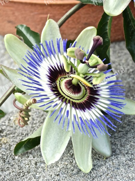 Passion Flower Flower Flowers Nature Color