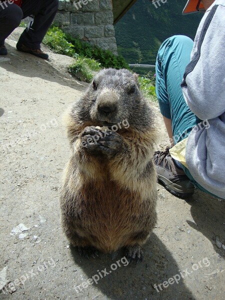 Marmot Animals Nature Eating Begging