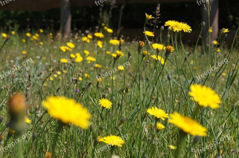 Meadow Flowers Grass Nature Flower