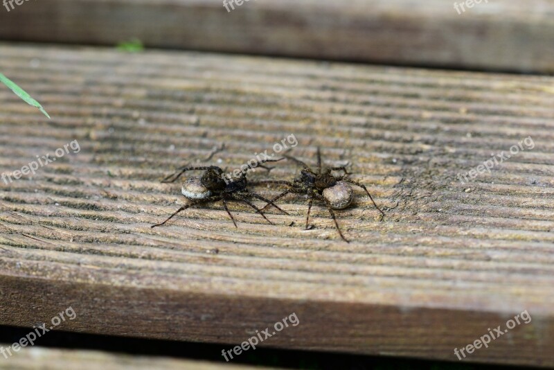 Female Garden Wolf Spider Wolf Spiders Female Spider Pregnant