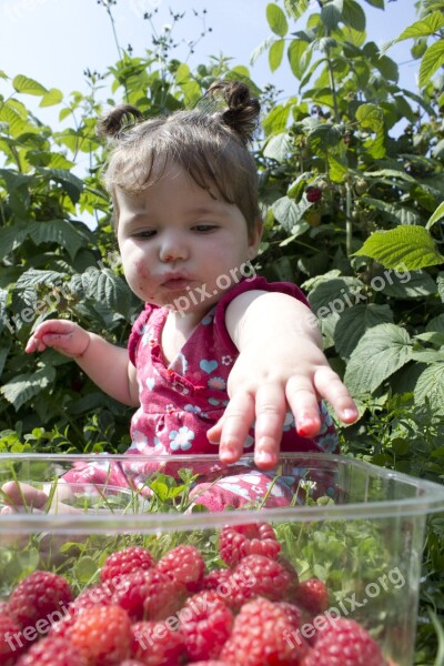 Child Raspberries Picking Pick Your Own Fruit