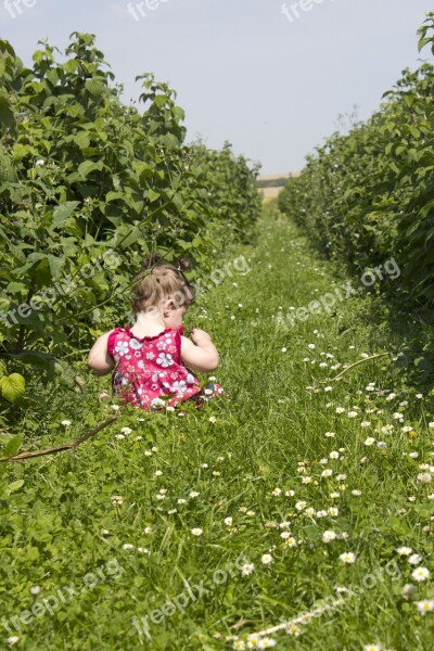 Child Field Raspberries View Grass