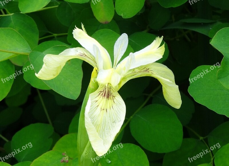 Bog Iris Iris Flower Wetland Cream